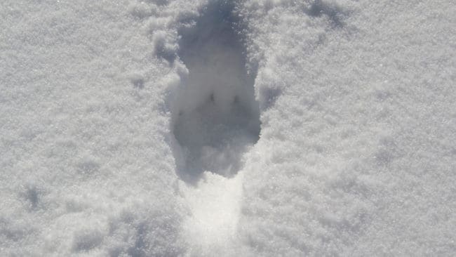 När hundförare följde vargspår kom en Kölstavarg ut till ett vägpass och fälldes. Därmed är det bara en varg kvar att fälla i Västmanlands licenskvot på sex vargar. (Arkivbild)