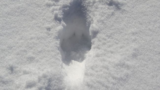 Jägarna har letat efter vargspår men inte lyckats fälla mer än 15 av de 22 tillåtna vargarna under licensjakten.