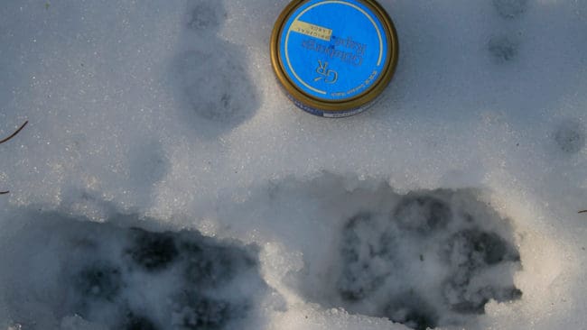 Drevertiken utanför Molkom hittades död av ägaren och jaktprovsdomaren efter en vargattack, som ännu inte bekräftats av länsstyrelsens besiktningsman. Det fanns vargspår i snön på platsen. (Arkivbild)