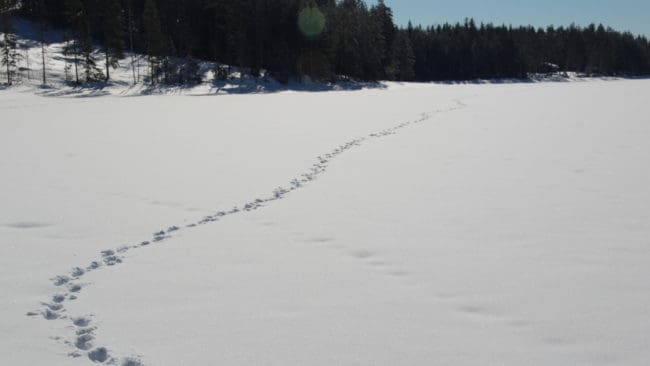 Det normala när det gäller färska vargspår är att bakspåra.