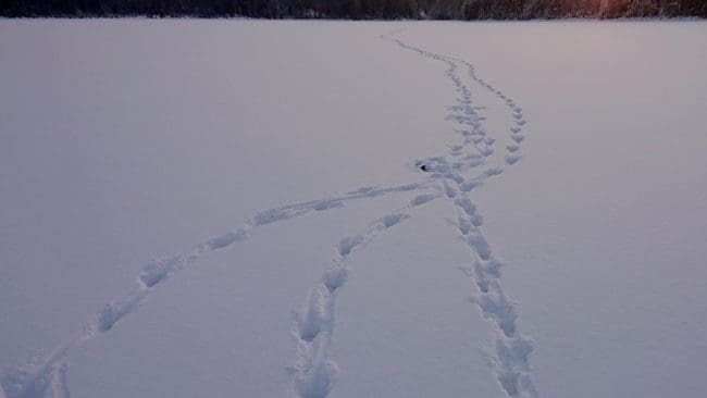 Spår efter en vargtrio i Mangenreviret i Norge. Hittills visar inventeringen av antalet vargar i Norge att målet för vargstammen har passerats rejält och att det finns uppåt 100 vargar istället för cirka 60.