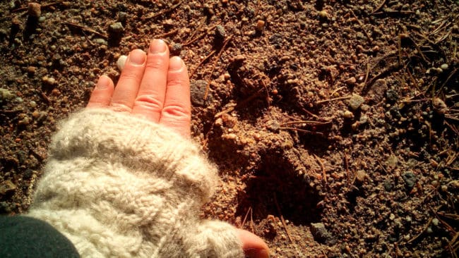 Ett vargbesök i en kohage, och att vargen sedan passerade tio meter från huset, räcker inte för skyddsjakt på varg i Gimmenreviret, anser länsstyrelsen i Dalarna. (Arkivbild)