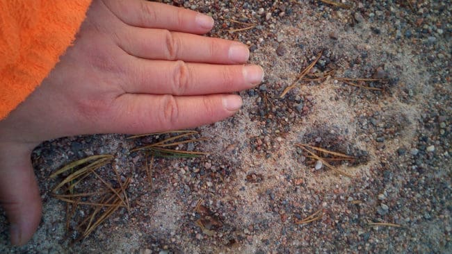 ”Vi har spårat vargar där i höstas, men sen hittar vi dem inte igen.” Det stora området utan vargrevir i nordöstra Värmland ses som ett tecken på illegal jakt, enligt Maria Falkevik, rovdjursansvarig på länsstyrelsen.