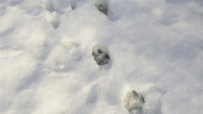 Spår efter fler vargar har setts i reviret Stora Bör, nu hoppas man få skjuta ytterligare vargar.