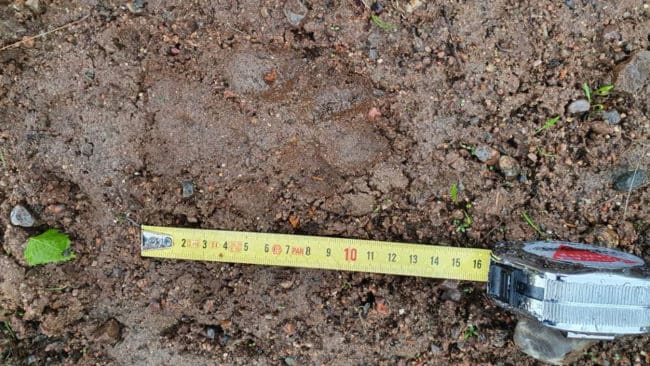 Inga dna-spår men väl tassavtryck. Det är dock oklart hur många vargar det var som skrämde nötboskap ur en hage.