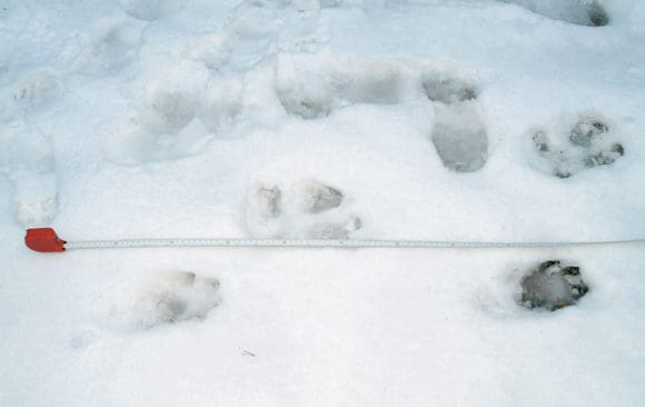 Stora vargflockar rör sig på flera platser i Gävleborg. (Arkivbild)