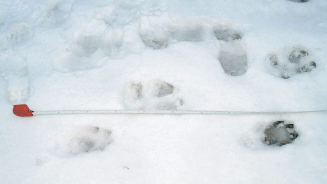 Vargspår ledde till att en helikopterbesättning kunde sändas ut för att avliva en tredje Idre-varg. (Arkivbild)