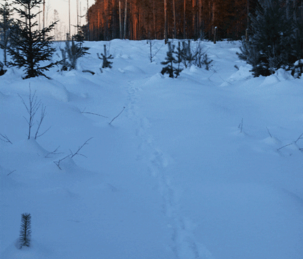 Vargsp&aring;r. Jakt & J&auml;gares R&auml;vper Andersson hittade sp&aring;r efter en stor varg vid byv&auml;gen. I morgon bitti &auml;r vargen lovlig. Trots bojkotten &auml;r det en hel del j&auml;gare som t&auml;nker f&auml;lla byvargen.
