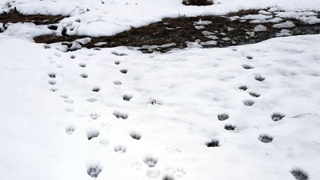 Spår efter varg i Kynnareviret i Hedmark denna vinter.
