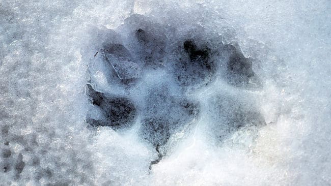 En spårare har hittat spår efter en förmodad varg utanför Vindeln i Västerbotten. Nu ska insamlade DNA-analyser få svara på om det finns en varg till i länet. (Arkivbild)