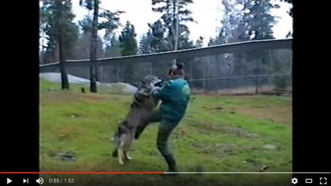 Detta klipp, som publicerats på Youtube och visar hur en djurskötare tvingas sparka en aggressiv varg, används som bevisning mot Kolmården i fallet med den skötare som dödades av varg i hägnet 2012.