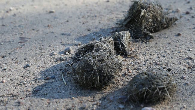 Vargspillning. Hur en finsk-rysk vargtik kunnat få en valp förra året i reviret Svartedalen i Västra Götaland är ett mysterium. Tiken har hittills inte identifierats och är spårlöst försvunnen. Enda spåret är tikens nu årsgamla valp som upptäckts med hjälp av DNA-prov av spillningen.