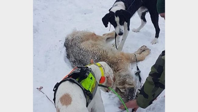 Två av hundarna som sattes in i onsdags för att få den första vargen hos Tåssåsens sameby avlivad med en grovhagelsalva från en helikopter.