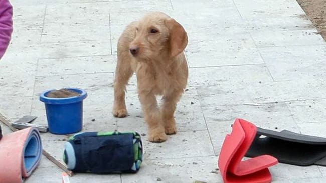 Den sex månader gamla fauve de bretagne-valpen försvann skrikande och har inte hittats trots intensivt sökande.