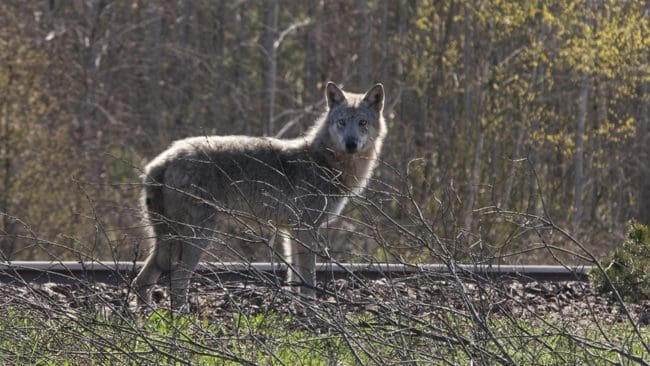 Den halta tik som rört sig under en längre tid i Ockelbotrakten är fortfarande inte avlivad. I stället sköts en ung hane vid skyddsjakten.
