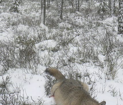 N&auml;r tiken i Sandsj&ouml;reviret sk&ouml;ts hade ytterligare tv&aring; vargar setts p&aring; platsen. Hela familjegrupper b&ouml;r skjutas bort, anser den rovdjursansvarige p&aring; l&auml;nsstyrelsen i V&auml;rmland.&nbsp;