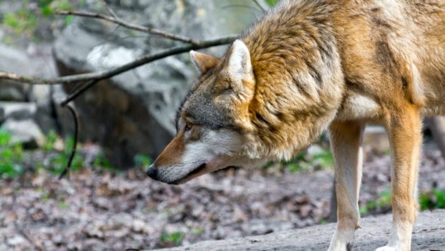 Södertörnsvargen ska beskjutas med gummikulor för att lära sig att sluta smyga på hundar som rastas. (Arkivbild på annan varg.)