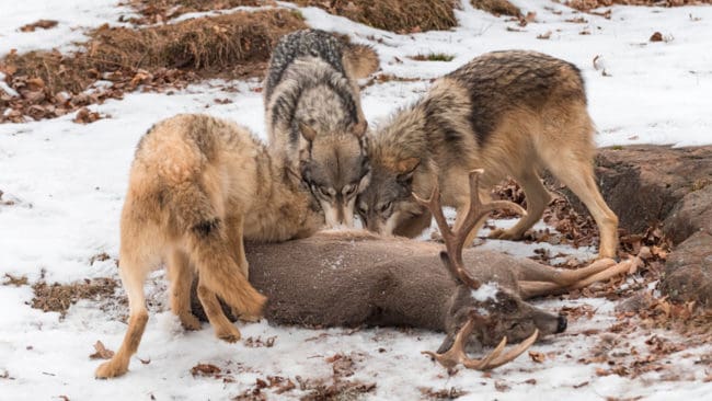 Via jaktkortsavgiften betalar jägare för att bland annat 2,2 miljoner kronor satsas på vargforskning i år och 2020. En fråga som forskarna ska skärskåda är ”orsaker till den senaste tidens stagnation i populationstillväxt” när det gäller vargstammen.