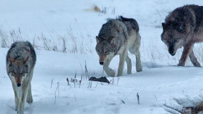 Två av de fem Krokvattnet-vargar som fanns i en dalgång där cirka 1 000 renar går på vinterbete avlivades samma dag som skyddsjakten beviljades. Tåssåsens sameby vill dock ha bort samtliga vargar i reviret. (Arkivbild)