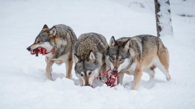 Spårare som bandade med hund upptäckte flera vargar som åt på en älgkviga. Därmed kunna en årsvalp i Rackstad-flocken skjutas. (Arkivbild)