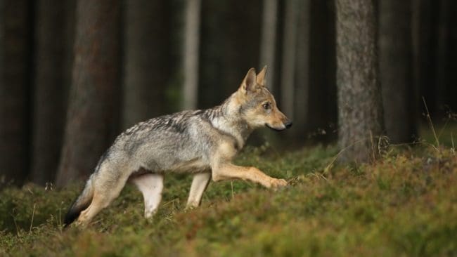 Varg eller hund? Den medtagna valp som påträffades av ungdomar undersöks nu för att genom dna-prov avgöra art.