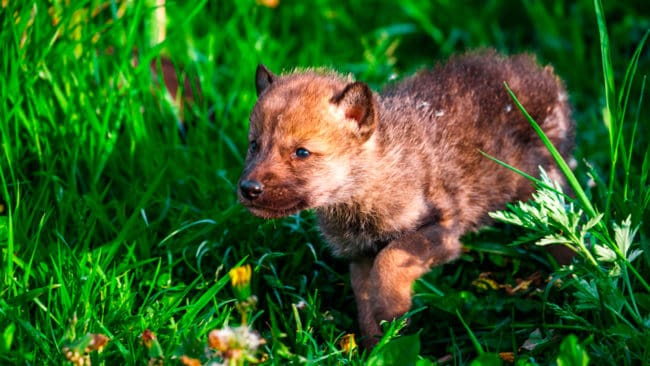 Länsstyrelsen i Västra Götaland kommenterar i ett debattsvar varför länsstyrelsen missat den ”genetiskt viktiga” valpens födelse samt varför DNA-analysen av spillningen har dröjt. (Arkivbild)