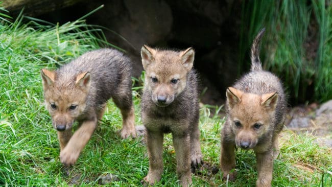 Minst sex nya vargkullar har fötts i gränsområdet mellan Sverige och Norge. (Arkivbild)