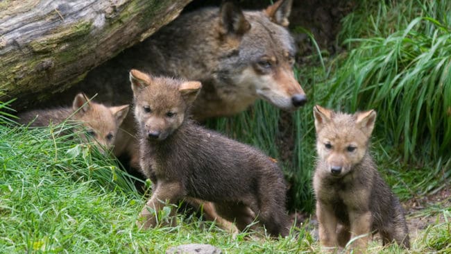 Sändarmärkning av vargvalpar är inte skadligt svarar Statens naturoppsyn i Norge efter att miljöministern besökt en lya under en märkning. (Arkivbild)s