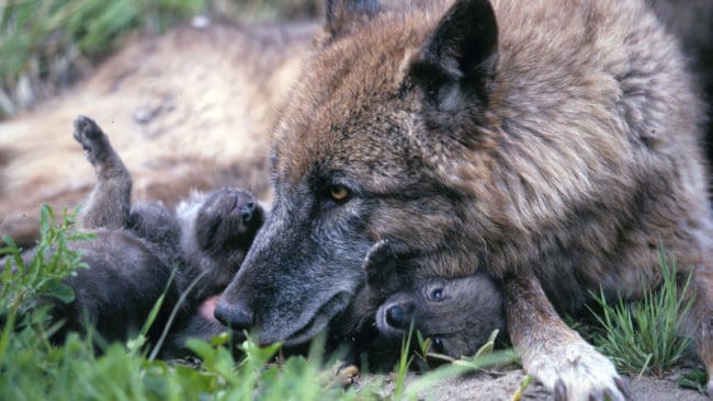 Ynglingssäsongen för 2006 är i full gång. Det kan ha fötts närmare 70 vargvalpar.