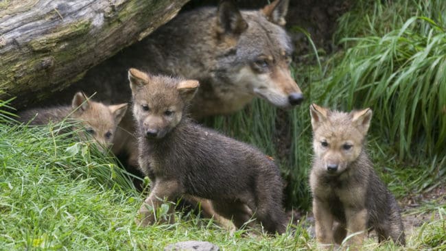Vilda vargvalpar avlivas? Naturv&aring;rdsverket grubblar p&aring; om vilda vargvalpar ska avlivas n&auml;r djurparksvargar s&auml;tts ut.