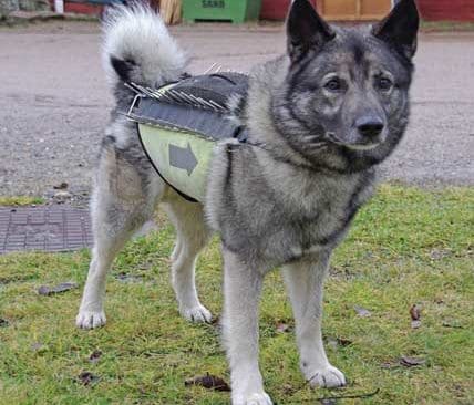S&aring; h&auml;r ser v&auml;sten ut. Den har fyra lager kevlar och fyra lager ballistisk nylon samt ett spikband p&aring; ryggen som ska avskr&auml;cka en varg som f&ouml;rs&ouml;ker bita hunden &ouml;ver ryggen.