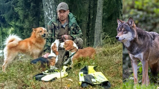 Hade Ulf Gustafsson bott i Örebro län istället för Värmland, hade han fått bidrag den senaste av vargvästarna han köpte.