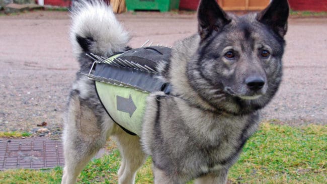 Cirka en miljon kronor går till ”konfliktdämpande åtgärder” i en norsk kommun som har vargrevir. Det statliga bidraget hamnar i fond som kan användas för att till exempel bekosta vargvästar till jakthundar.