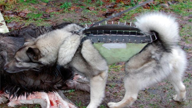 Länsstyrelsen i Gävleborg avslår ansökningen om skyddsjakt på Ryssjö-vargarna och hänvisar till att använda skyddsväst på älghundarna, men det finns flera fall som visar att hundar kan skadas svårt eller dödas trots att de bär skyddsväst.