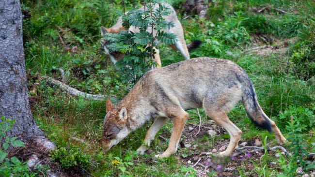 Minst åtta får dödades vid vargattacken i Vindelns kommun.