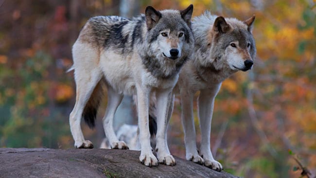 Kullsyskon från Sjundaområdet har fått valpar. Det enda vargreviret i Stockholms län har extra inavlade valpar. (Arkivbild)