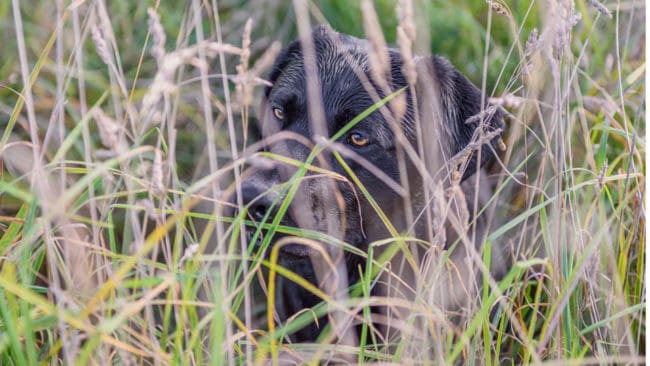 I den tyska staden Kirchzarten slopas hundskatt för jakthundsägare som har eftersökshundar.