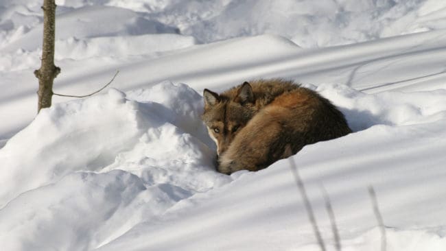 Den fällda skabbangripna vargtiken hade legat i legan i tolv timmar när hon sköts på lördagen.