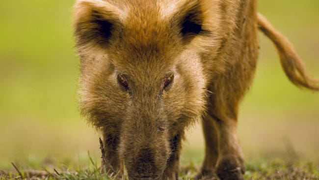Jägare i Missouri får inte bedriva enskild jakt på förvildade grisar på statlig mark, då det riskerar att störa fällfångst av grisarna.