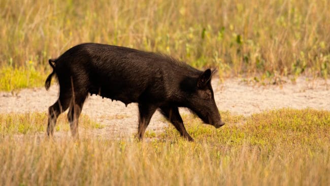 Reglerna kring jakt på vilda grisar i Oklahoma ska stramas åt.