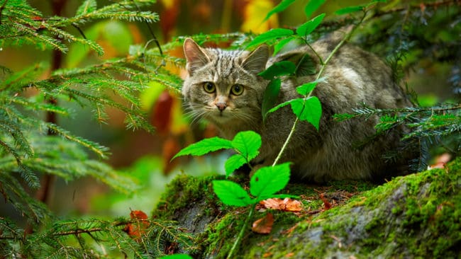 Det beräknas finns närmare 7 000 vildkatter (Felis silvestris) i Tyskland och antalet vildkatter ökar.