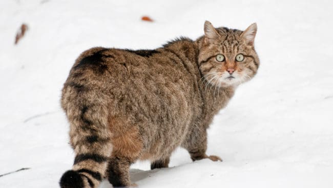 En europeisk vildkatt har fastnat på bild i Bayern. Nu ska man DNA-testa kattens pälsstrån.(Arkivbild)