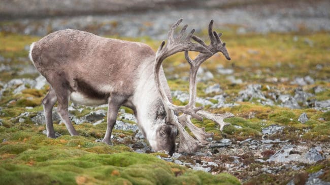 Det femte kända fallet av CWD har upptäckts hos ren i norska Nordfjella.