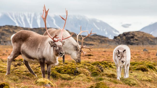 Ytterligare två fall av CWD har konstaterats hos vildren i Norge.