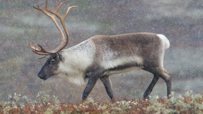 CWD, Chronic Wasting Disease, har hittas hos tre norska vildrenar och två norska älgar. Provtagningsprogrammet ska utvidgas och förbudet mot utfodringsplatser och saltstenar ska utökas.