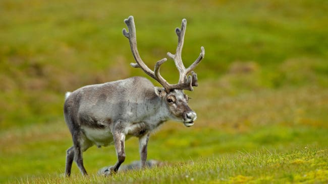 Nu ska 2 000 vildrenar avlivas i Norge i ett försök att hindra CWD-smittan att spridas.