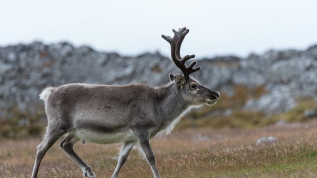 Tre nya fall av CWD-smittade vildrenar har upptäckts i norska Nordfjella.