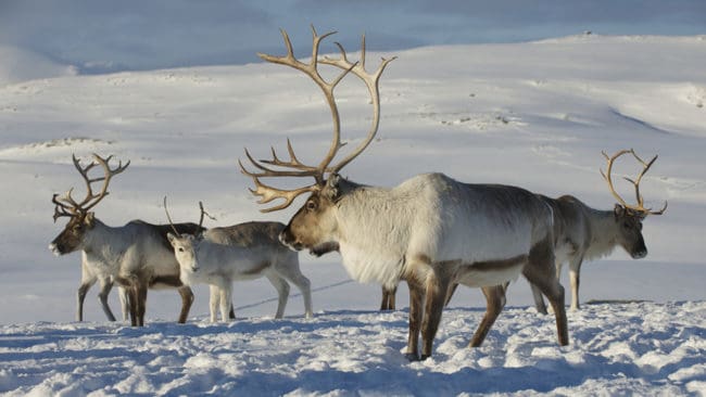 För att stoppa sjukdomen Chronic Wasting Disease i Norge har man nu inlett utrotningen av vildren i Nordfjella-området.