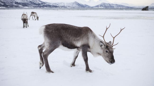 Ytterligare ett fall av CWD, Chronic Wasting Disease eller avmagringssjuka, har konstaterats hos en vildren i norska Nordfjella.