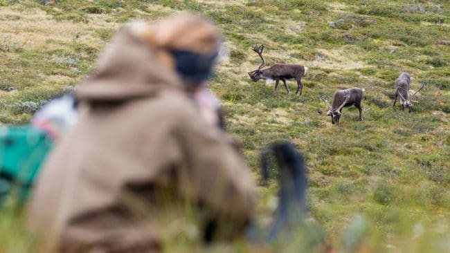 En jägare lägger an studsaren mot en vildren i Norge. Sjukdomen Chronic Wasting Disease, CWD, har hittats hos en vildren i Norge.